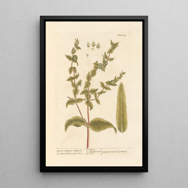 Euphorbe de jardin - Elizabeth Blackwell — ingelijst kunstwerk aan de muur