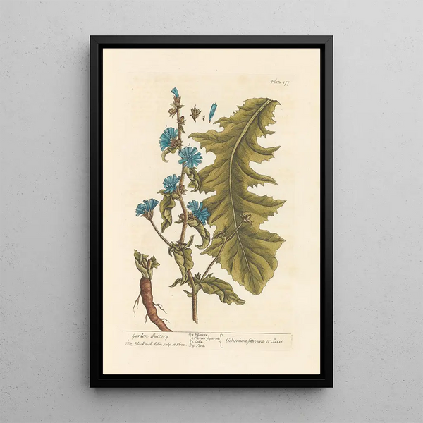 Chicorée de jardin - Elizabeth Blackwell — ingelijst kunstwerk aan de muur