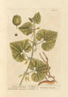 Aristoloche rampante - Elizabeth Blackwell — weergave van het kunstwerk