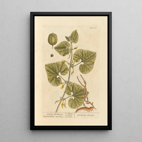 Aristoloche rampante - Elizabeth Blackwell — ingelijst kunstwerk aan de muur