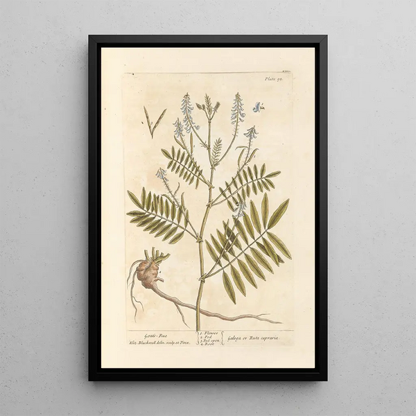 Galega - Elizabeth Blackwell — ingelijst kunstwerk aan de muur