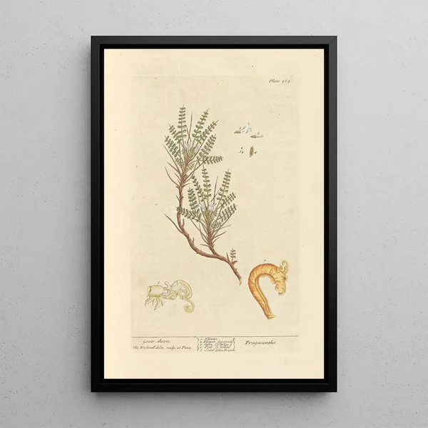 Astragale - Elizabeth Blackwell — ingelijst kunstwerk aan de muur