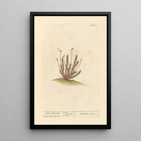 Capillaire doré - Elizabeth Blackwell — ingelijst kunstwerk aan de muur