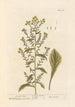 Verge d'or - Elizabeth Blackwell — weergave van het kunstwerk