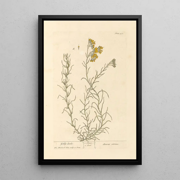 Goudlokje - Elizabeth Blackwell — ingelijst kunstwerk aan de muur