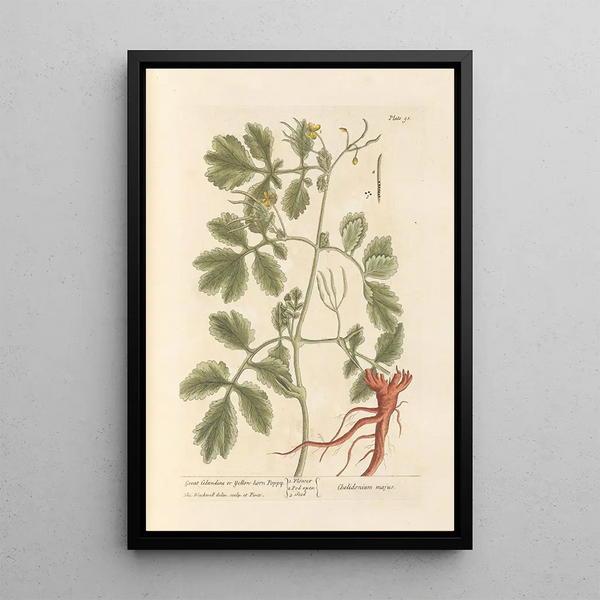 Grote duizendblad of hoornpapaver - Elizabeth Blackwell — ingelijst kunstwerk aan de muur