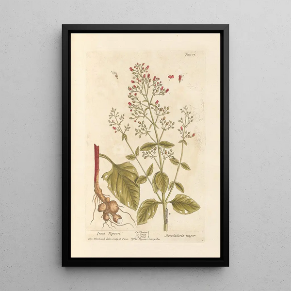 Scrofulaire noueuse - Elizabeth Blackwell — ingelijst kunstwerk aan de muur