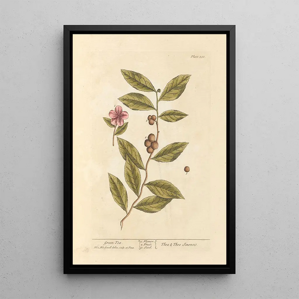 Groene thee - Elizabeth Blackwell — ingelijst kunstwerk aan de muur