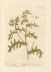 Sint-Janskruid - Elizabeth Blackwell — weergave van het kunstwerk