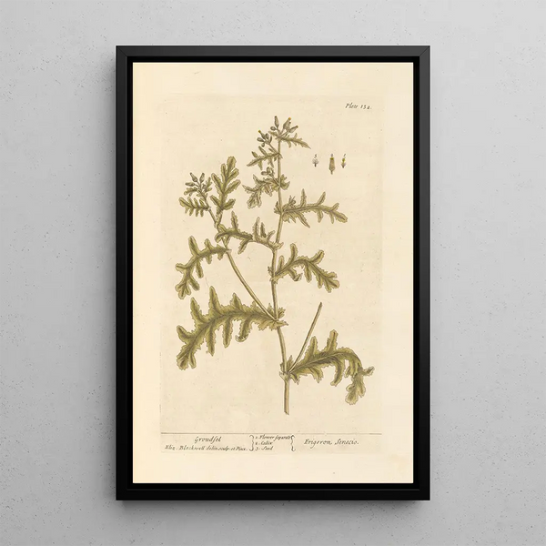 Sint-Janskruid - Elizabeth Blackwell — ingelijst kunstwerk aan de muur