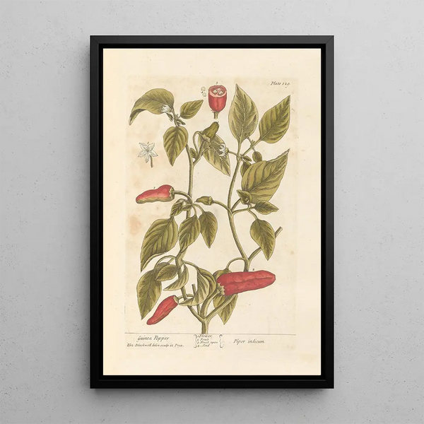 Poivre de Guinée - Elizabeth Blackwell — ingelijst kunstwerk aan de muur
