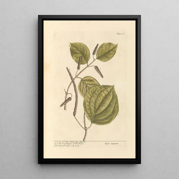 Peper lang van Hans Sloane - Elizabeth Blackwell — ingelijst kunstwerk aan de muur