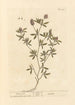 Pied de lièvre - Elizabeth Blackwell — weergave van het kunstwerk
