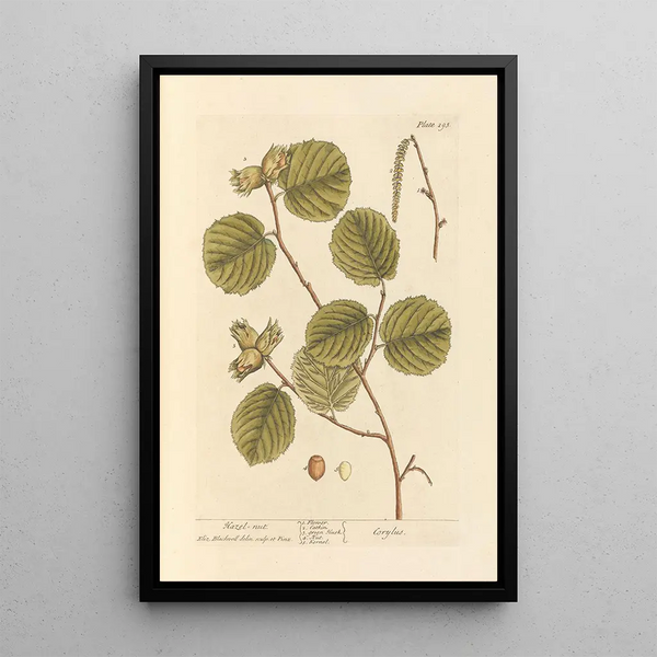 Noisette - Elizabeth Blackwell — ingelijst kunstwerk aan de muur