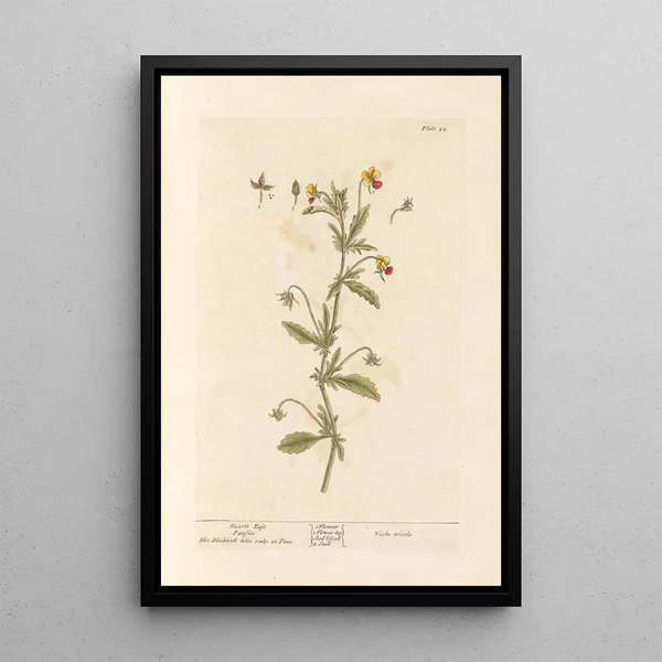 Pensée sauvage - Elizabeth Blackwell — ingelijst kunstwerk aan de muur