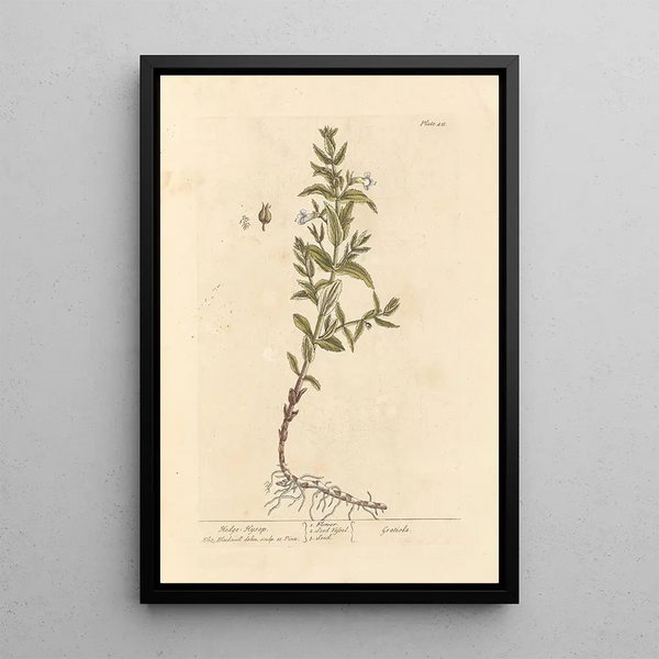 Gratiole - Elizabeth Blackwell — ingelijst kunstwerk aan de muur