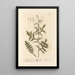 Moutarde des haies - Elizabeth Blackwell — ingelijst kunstwerk aan de muur