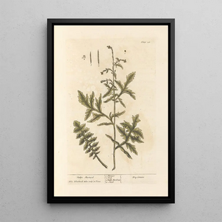 Elizabeth Blackwell - Hedge mustard.webp