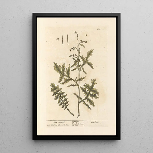 Moutarde des haies - Elizabeth Blackwell — ingelijst kunstwerk aan de muur