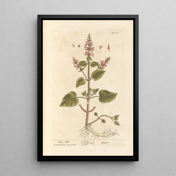 Épiaire - Elizabeth Blackwell — ingelijst kunstwerk aan de muur