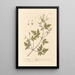 Géranium Herbe-à-Robert - Elizabeth Blackwell — ingelijst kunstwerk aan de muur
