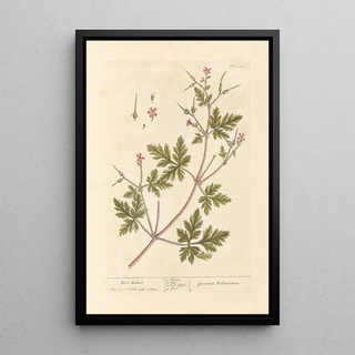 Elizabeth Blackwell - Herb Robert.webp