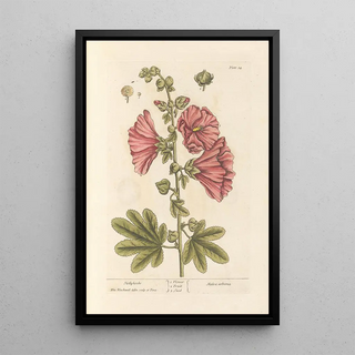 Elizabeth Blackwell - Hollyhocks.webp
