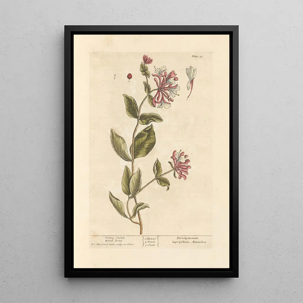 Chèvrefeuille - Elizabeth Blackwell — ingelijst kunstwerk aan de muur