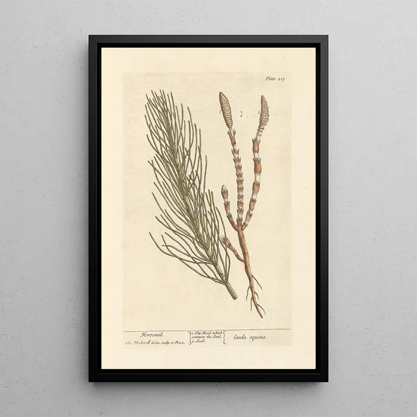 Prêle - Elizabeth Blackwell — ingelijst kunstwerk aan de muur