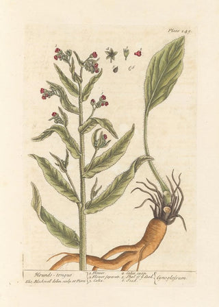 Elizabeth Blackwell - Houndstongue.webp