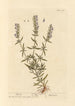 Hysope - Elizabeth Blackwell — weergave van het kunstwerk