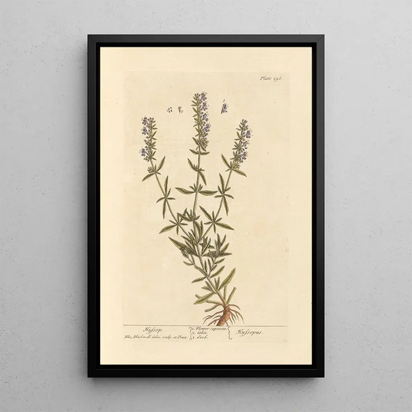 Hysope - Elizabeth Blackwell — ingelijst kunstwerk aan de muur