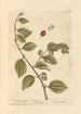 Pommes d'Inde - Elizabeth Blackwell — weergave van het kunstwerk