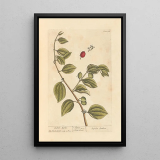 Elizabeth Blackwell - Indian apples.webp