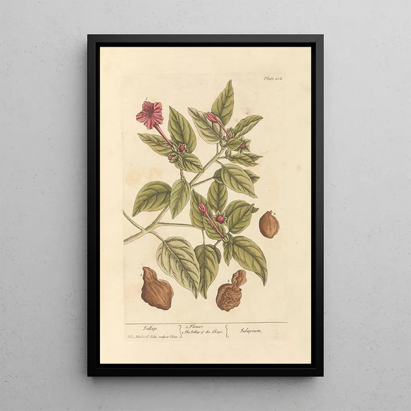 Jalap - Elizabeth Blackwell — ingelijst kunstwerk aan de muur