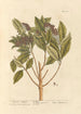 Peper uit Jamaica - Elizabeth Blackwell — weergave van het kunstwerk
