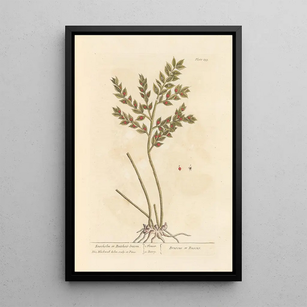 Fragon ou petit houx - Elizabeth Blackwell — ingelijst kunstwerk aan de muur