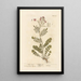 Cardamine des prés - Elizabeth Blackwell — ingelijst kunstwerk aan de muur