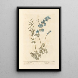Elizabeth Blackwell - Lark spur.webp