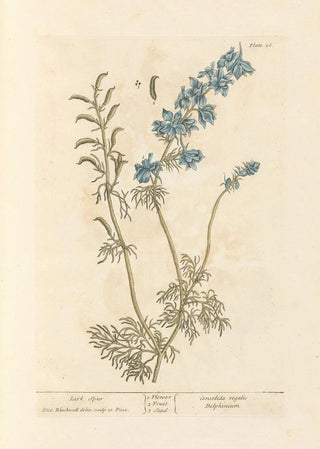 Elizabeth Blackwell - Lark spur.webp
