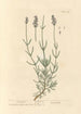 Lavendel - Elizabeth Blackwell — weergave van het kunstwerk