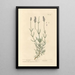 Lavendel - Elizabeth Blackwell — ingelijst kunstwerk aan de muur