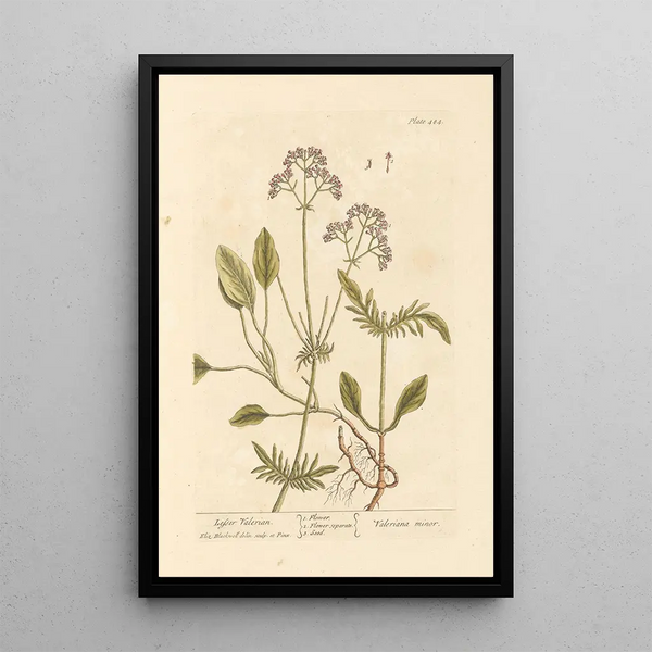 Petite valériane - Elizabeth Blackwell — ingelijst kunstwerk aan de muur