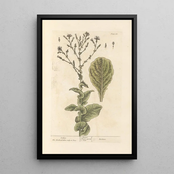 Laitue - Elizabeth Blackwell — ingelijst kunstwerk aan de muur