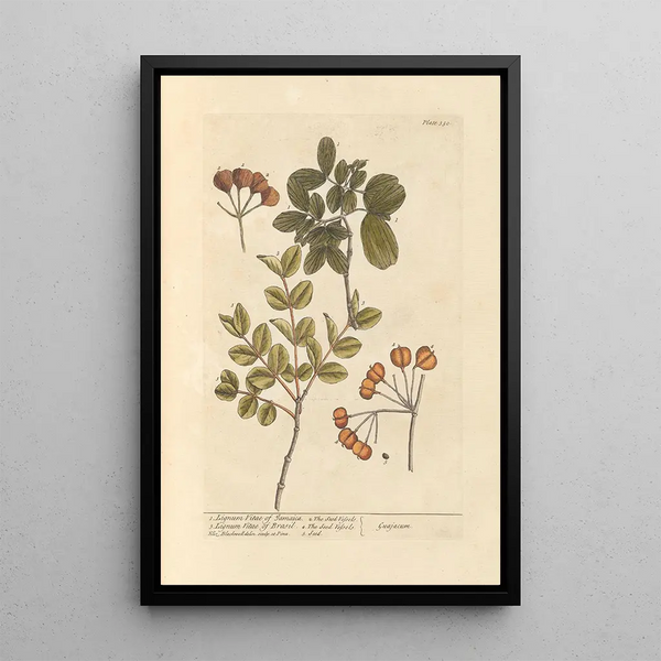 Bois de vie de la Jamaïque bois de vie du Brésil - Elizabeth Blackwell — ingelijst kunstwerk aan de muur