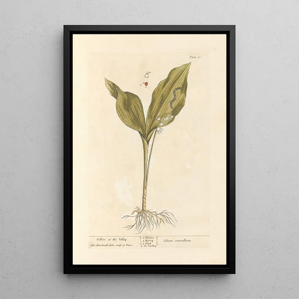 Muguet - Elizabeth Blackwell — ingelijst kunstwerk aan de muur