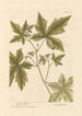 Copalme - Elizabeth Blackwell — weergave van het kunstwerk