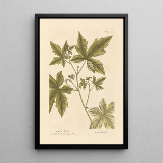 Elizabeth Blackwell - Liquid amber.webp