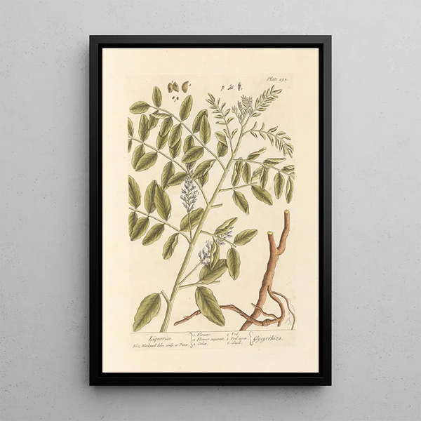 Réglisse - Elizabeth Blackwell — ingelijst kunstwerk aan de muur