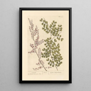 Elizabeth Blackwell - Logwood.webp